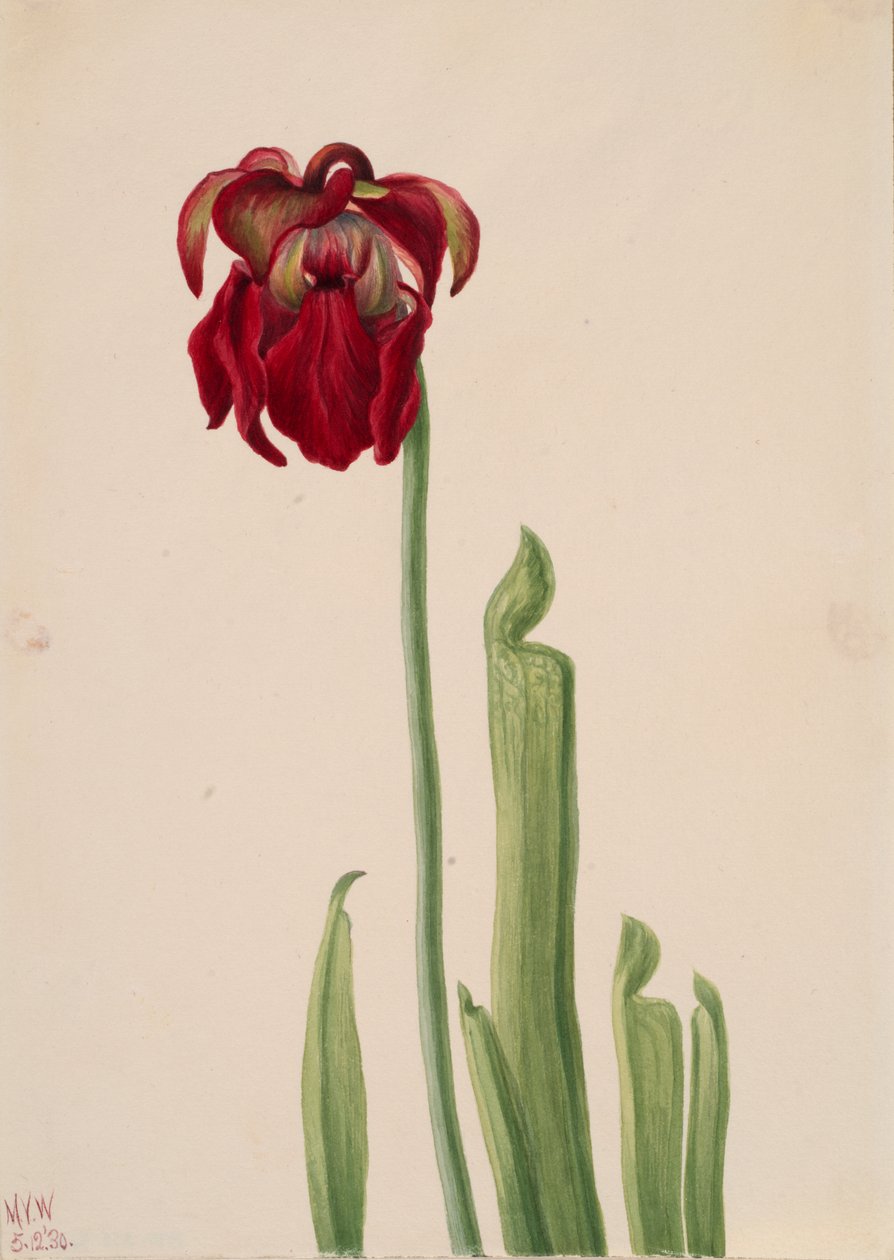 Czerwony dzban Sarracenia jonesii, 1930. autorstwa Mary Vaux Walcott