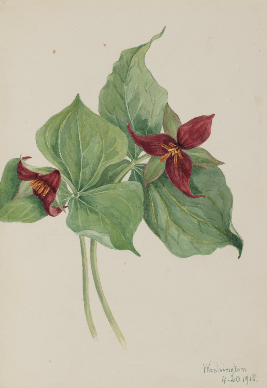 Trillium czerwone (Trillium erectum) autorstwa Mary Vaux Walcott