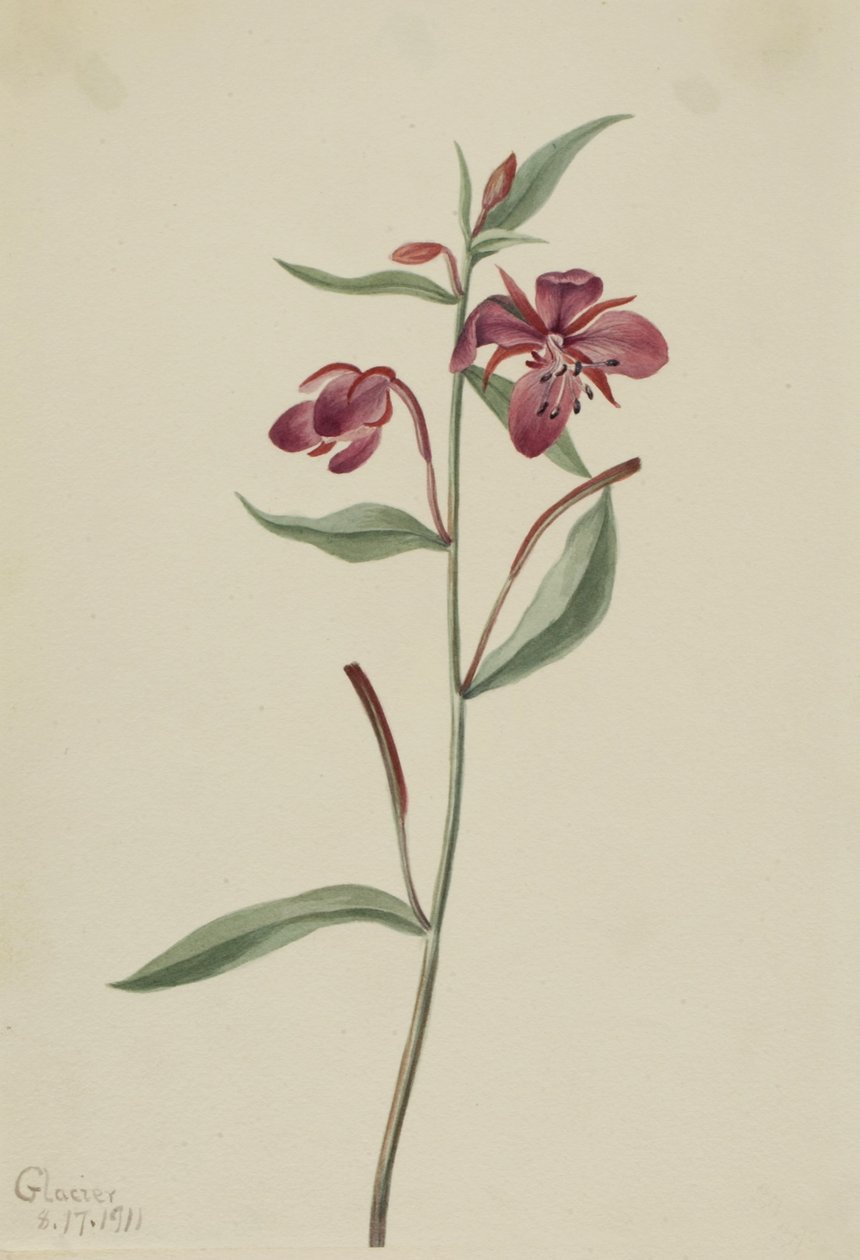 Wierzbownica czerwona (Epilobium latifolium) autorstwa Mary Vaux Walcott
