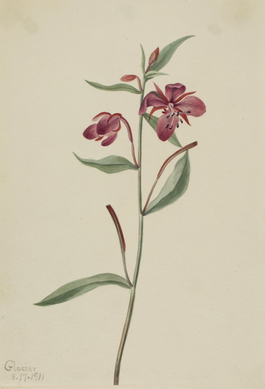 Wierzba czerwona Epilobium latifolium, 1911. autorstwa Mary Vaux Walcott