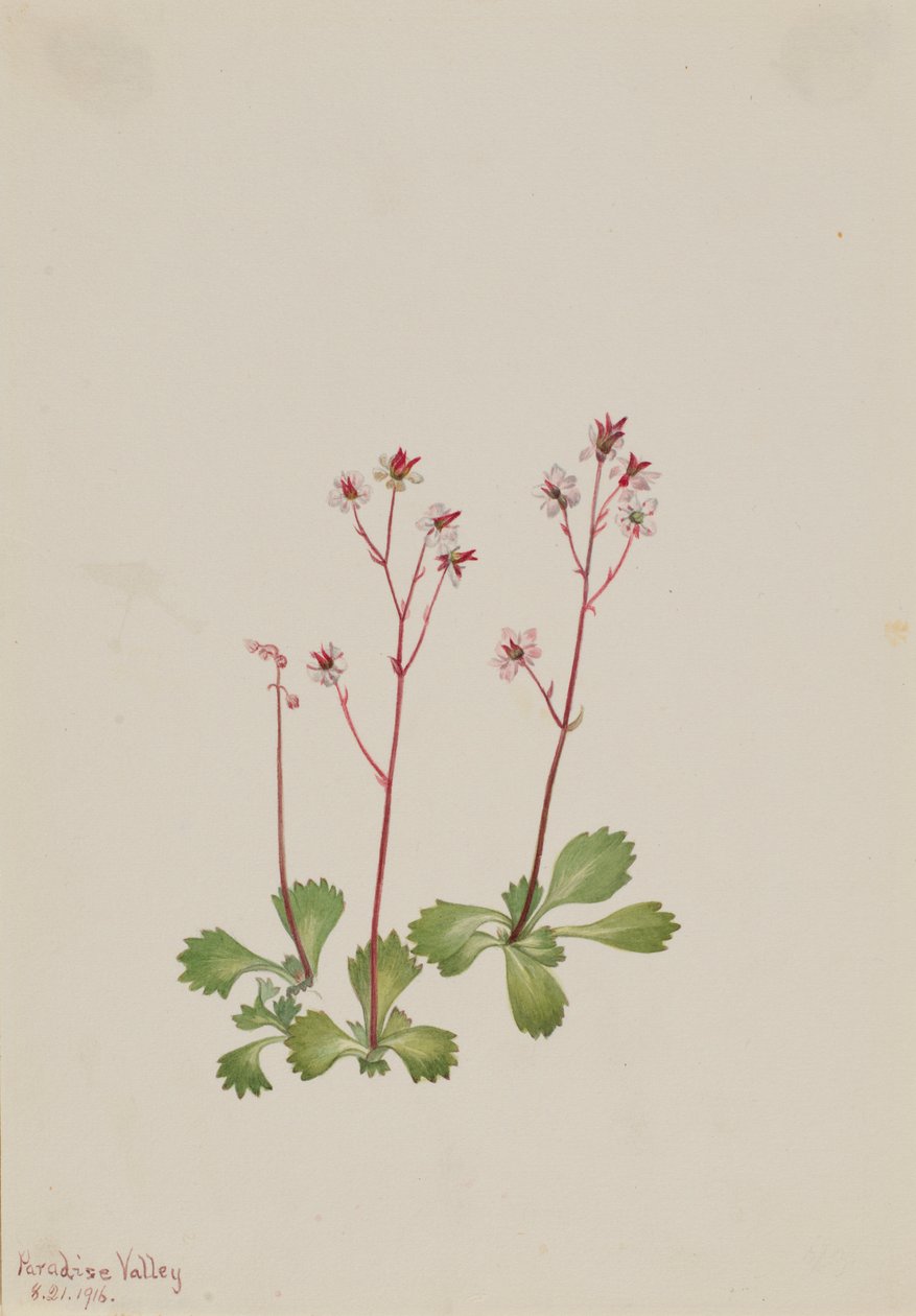 Skalnica czerwonawa (Saxifraga lyallii) autorstwa Mary Vaux Walcott