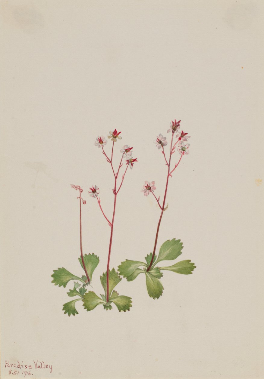 Skalnica czerwonopnia Saxifraga lyallii, 1916. autorstwa Mary Vaux Walcott