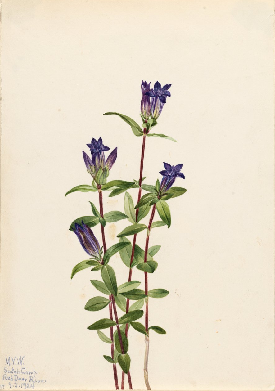 Goryczka wąskolistna (Gentiana affinis) autorstwa Mary Vaux Walcott