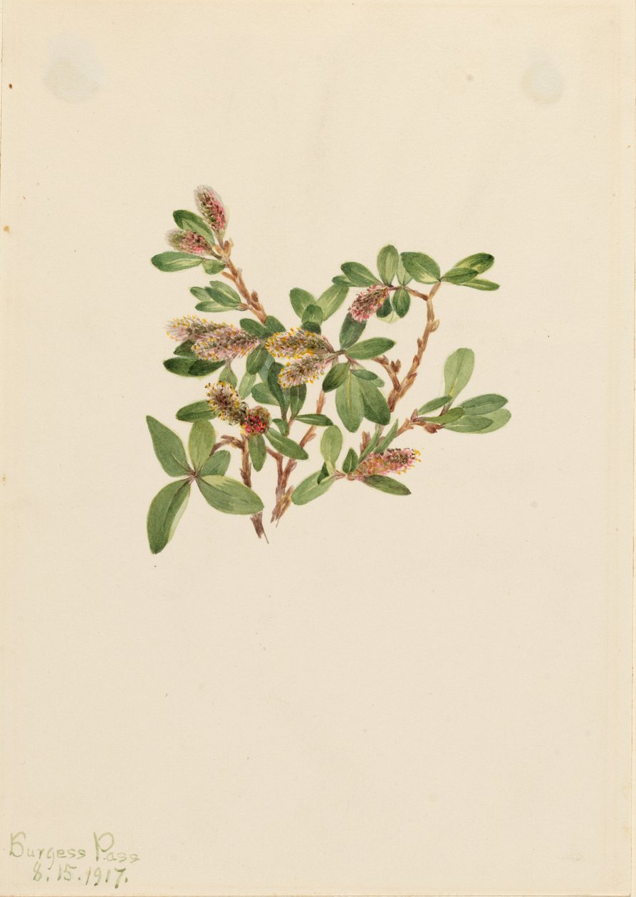 Wierzba skalna (Salix petrophila) autorstwa Mary Vaux Walcott