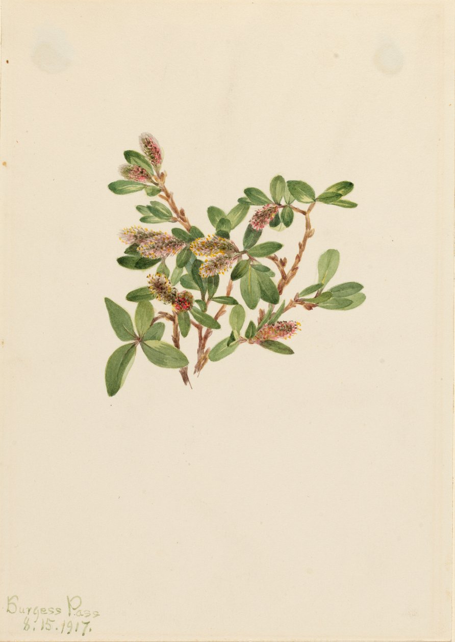 Rock Willow Salix pettrophila, 1917. autorstwa Mary Vaux Walcott