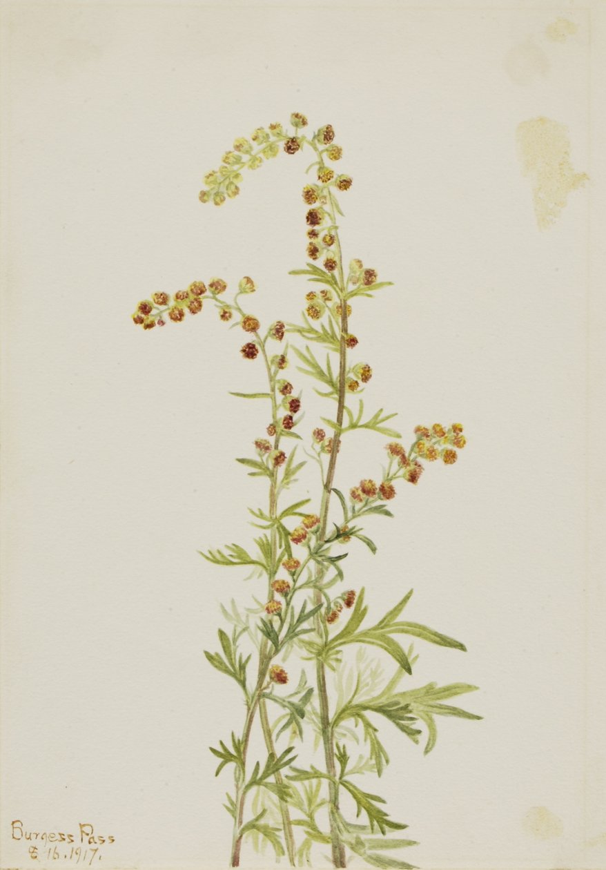 Piołun skalny (Artemisia discolor) autorstwa Mary Vaux Walcott