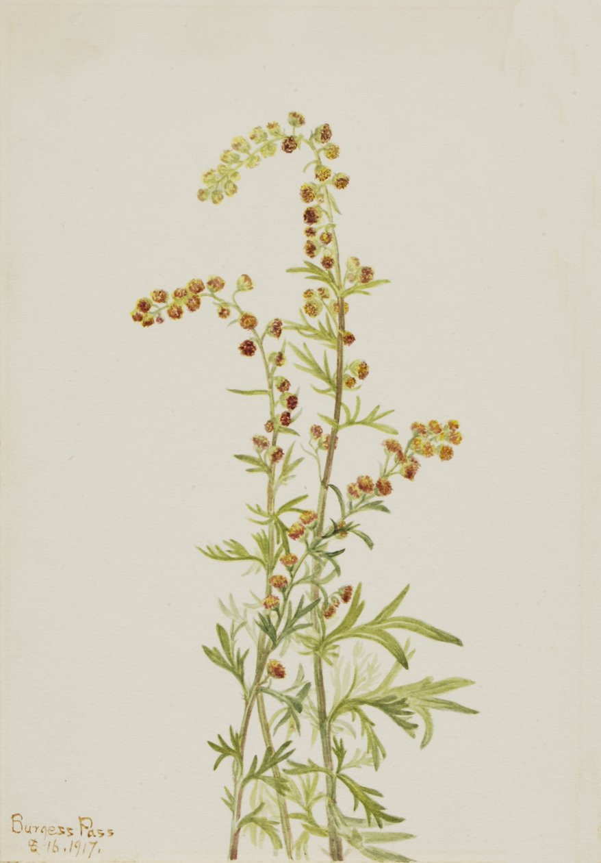 Rock Wormwood Artemisia odbarwiony, 1917. autorstwa Mary Vaux Walcott