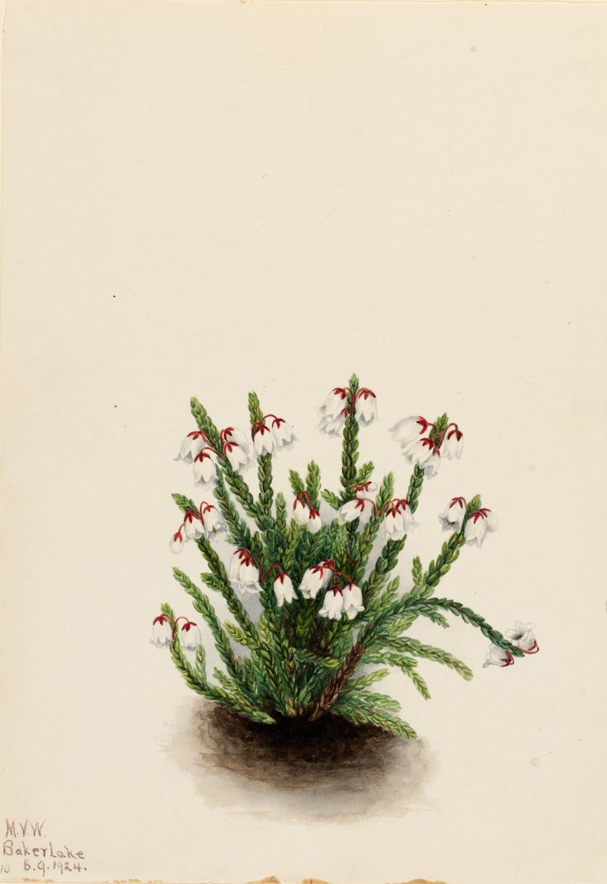 Kasjopeja górska (Cassiope mertensiana) autorstwa Mary Vaux Walcott