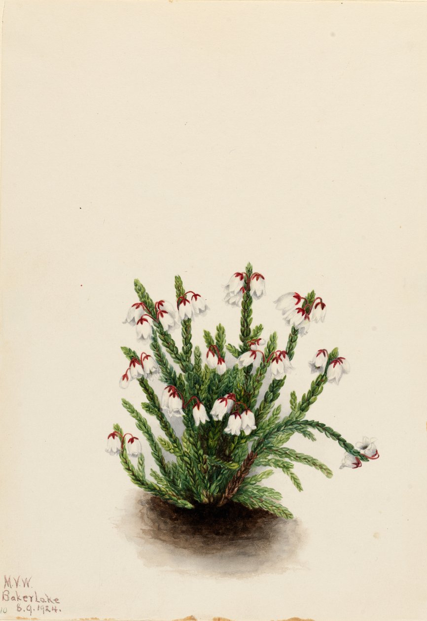 Skalista Góra Cassiope Cassiope mertensiana, 1924. autorstwa Mary Vaux Walcott