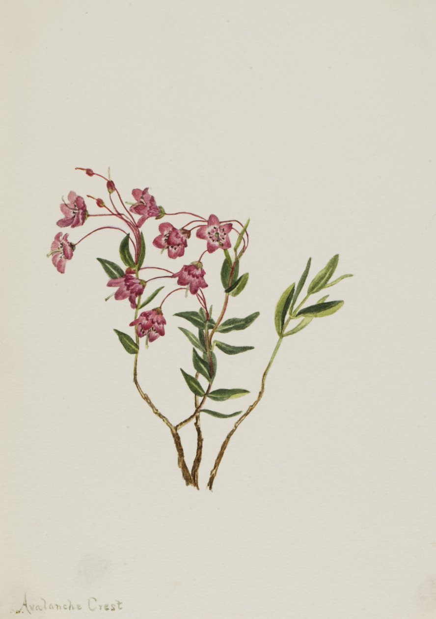 Góry Skaliste Kalmia Kalmia microphylla, b.d. autorstwa Mary Vaux Walcott