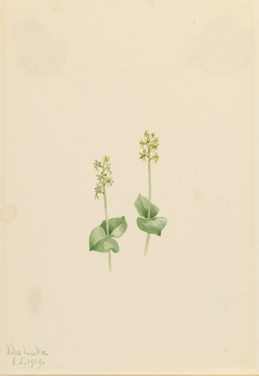 Ophrys necrophylla) autorstwa Mary Vaux Walcott