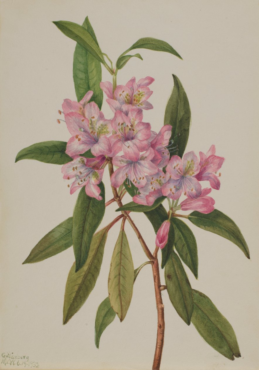 Różanecznik zatokowy (Rhododendron carolinianum) autorstwa Mary Vaux Walcott
