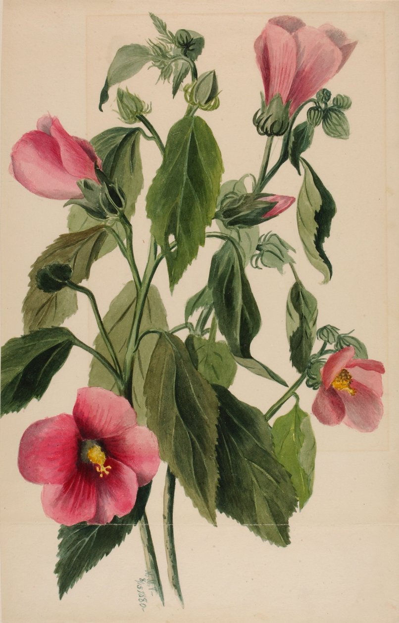 Goryczka różowa (Sabbatia angularis) autorstwa Mary Vaux Walcott