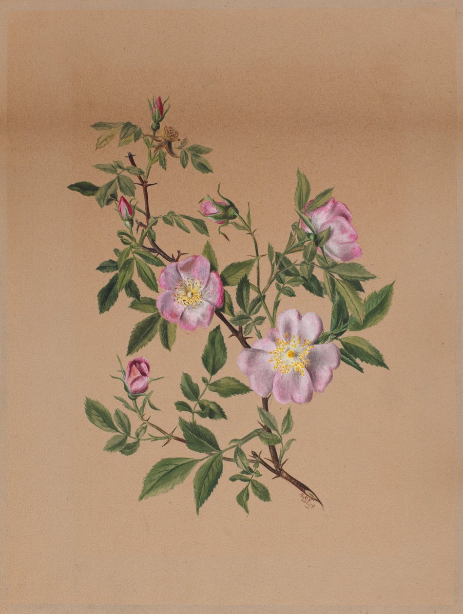 Róża Mallow Hibiscus moscheutos, 1878. autorstwa Mary Vaux Walcott