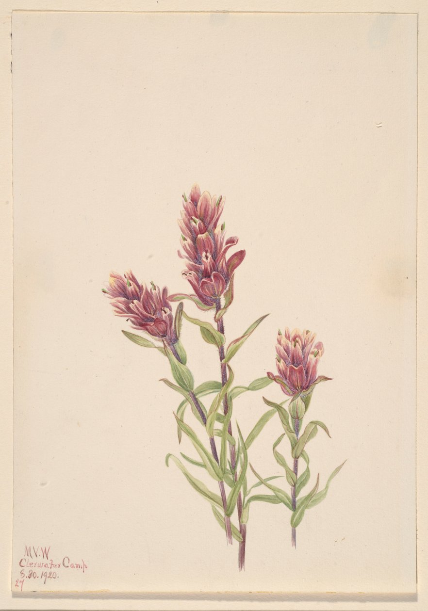 Pędzel różany (Castilleja pallida) autorstwa Mary Vaux Walcott