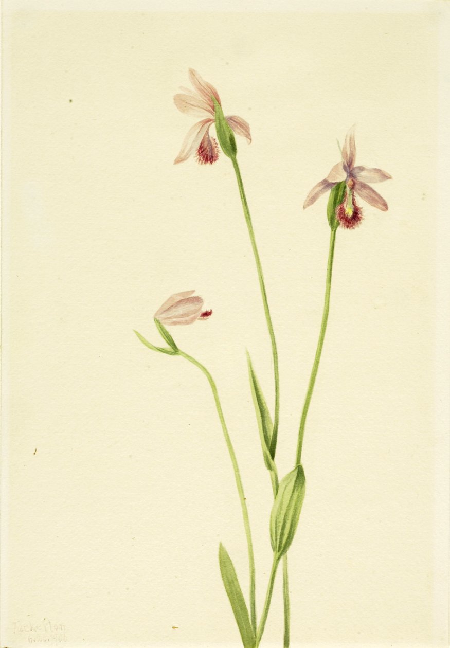 Róża Pogonia Pogonia ophioglossoides, 1906. autorstwa Mary Vaux Walcott