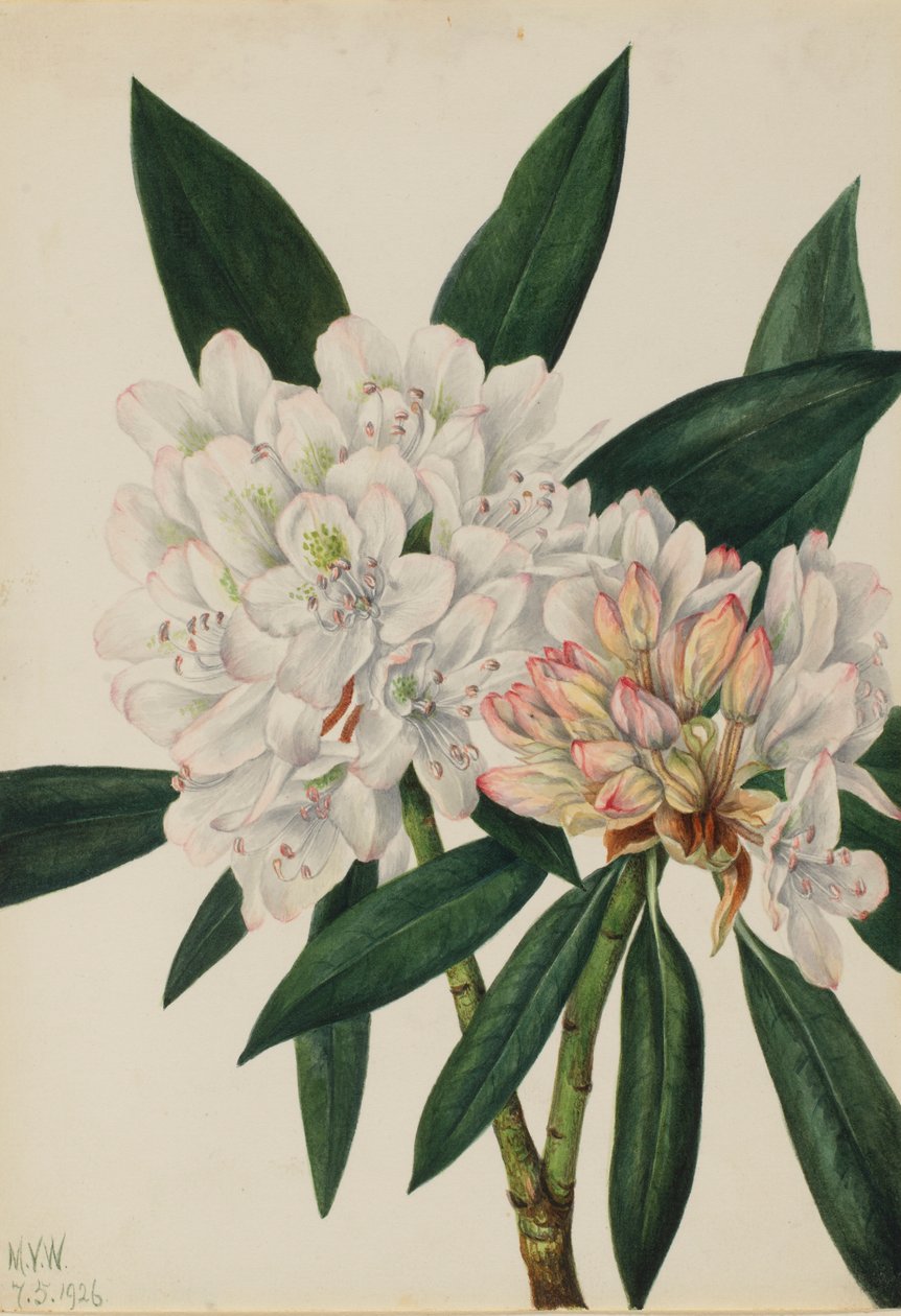 Różanecznik Rosebay (Rhododendron maximum) autorstwa Mary Vaux Walcott
