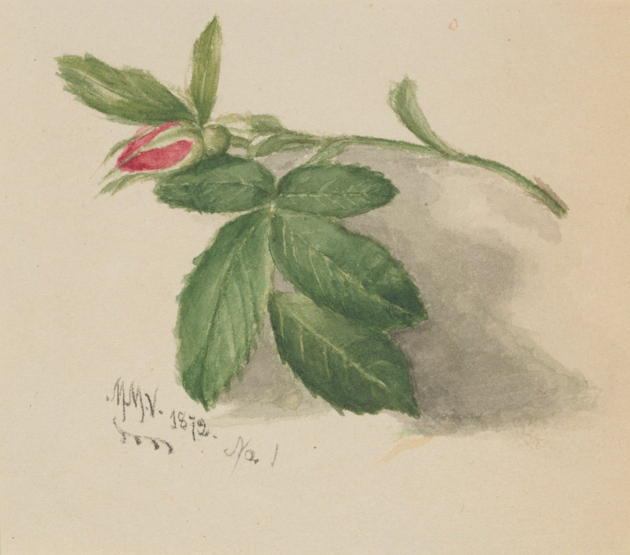 Rosebud, 1872. autorstwa Mary Vaux Walcott