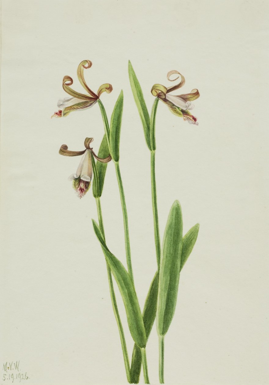 Orchidea pączkowa (Pogonia divaricata) autorstwa Mary Vaux Walcott