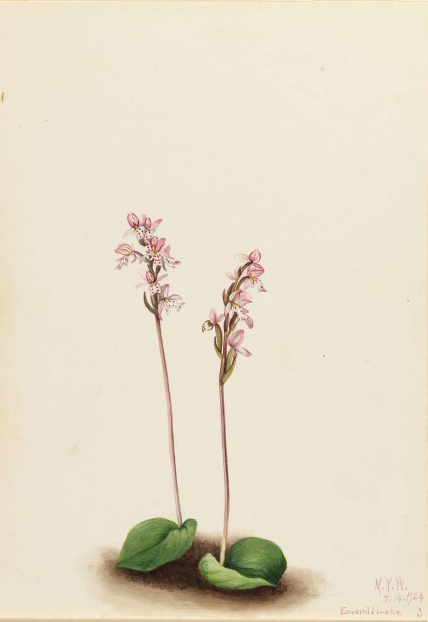 Storczyk okrągłolistny (Orchis rotundifolia) autorstwa Mary Vaux Walcott