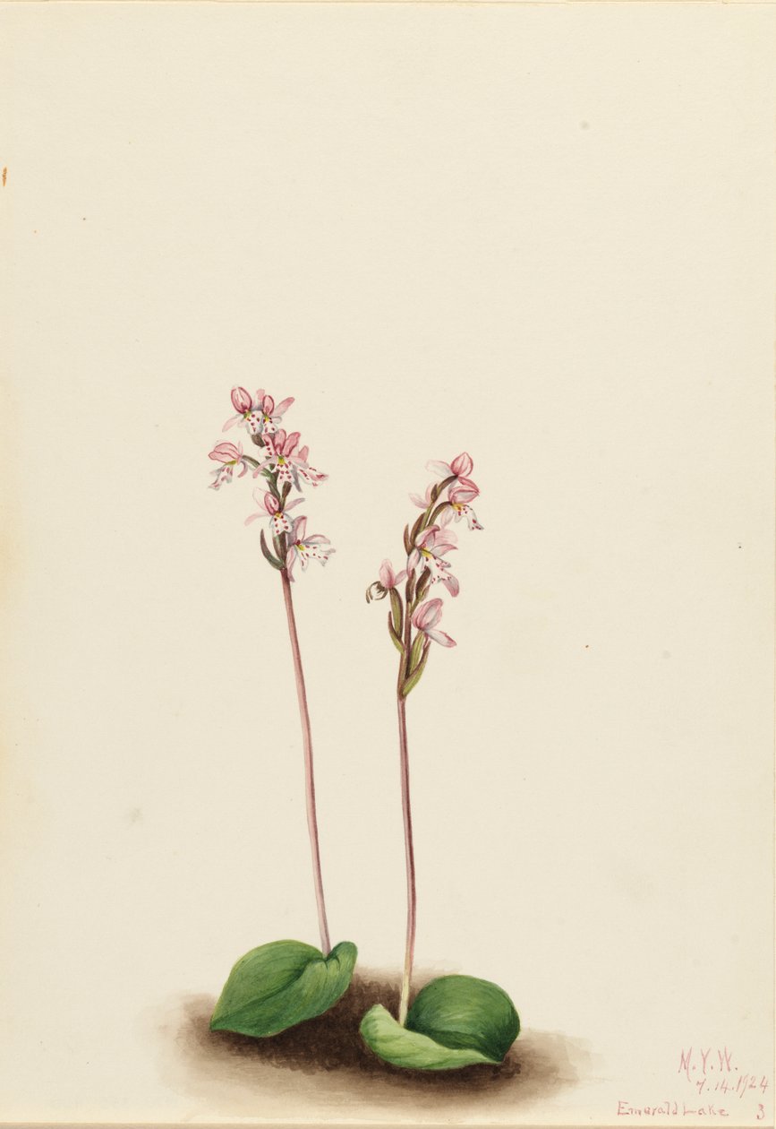 Orchis okrągłolistny Orchis rotundifolia, 1924. autorstwa Mary Vaux Walcott