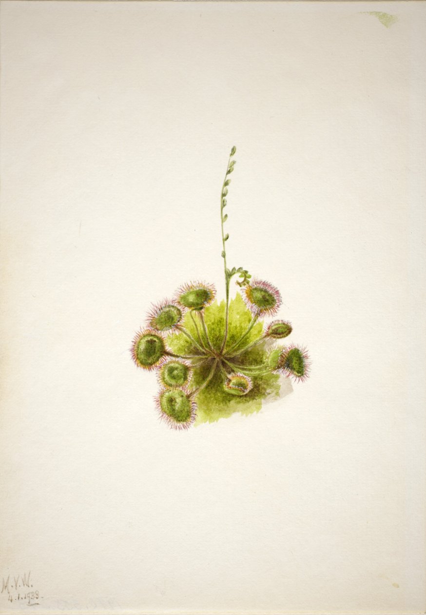 Rosiczka okrągłolistna (Drosera rotundifolia) autorstwa Mary Vaux Walcott