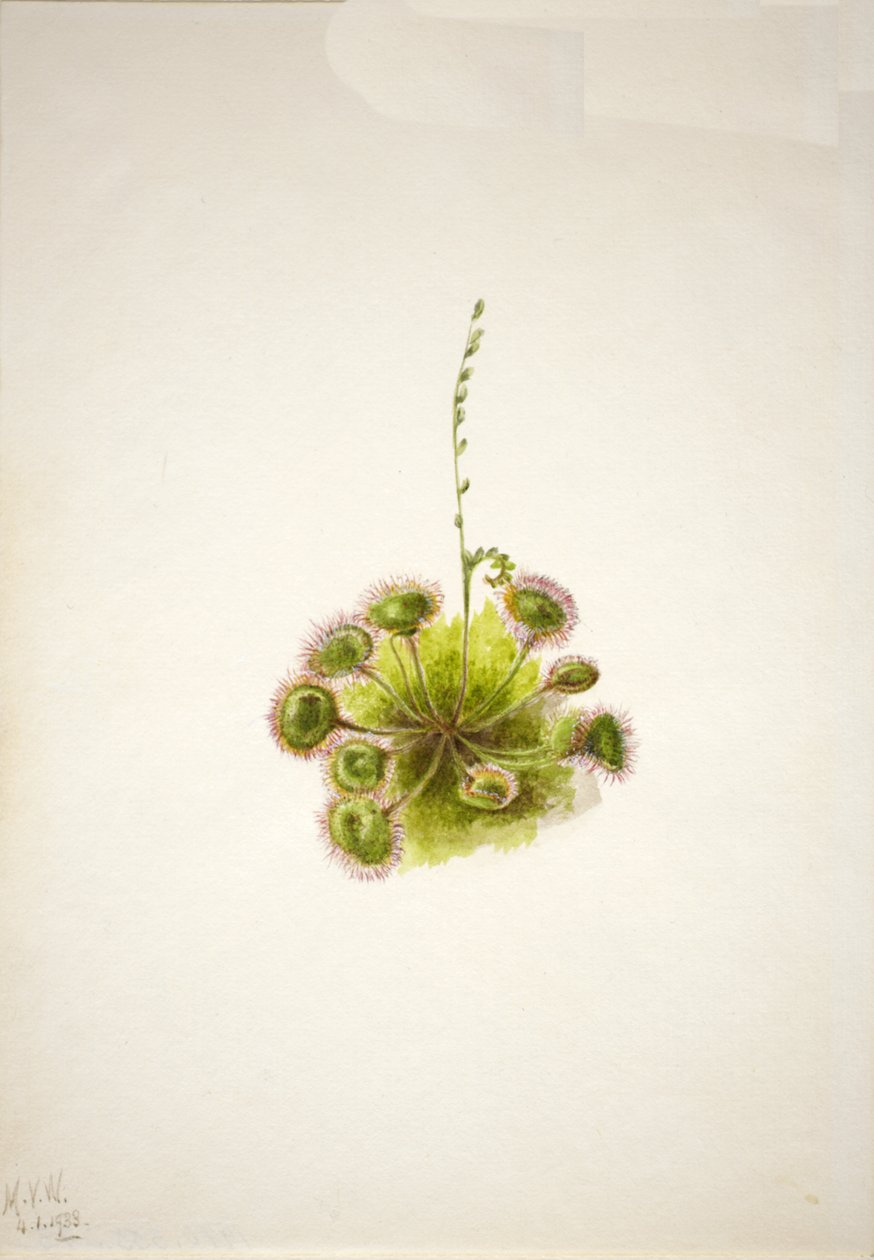 Rosiczka okrągłolistna Drosera rotundifolia, 1933. autorstwa Mary Vaux Walcott