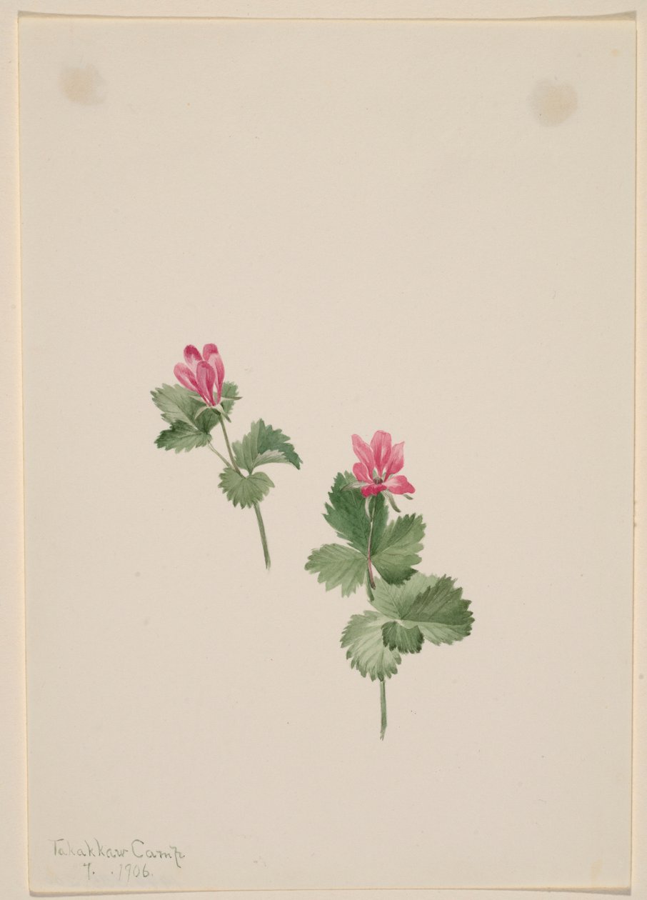 Rubus articus autorstwa Mary Vaux Walcott