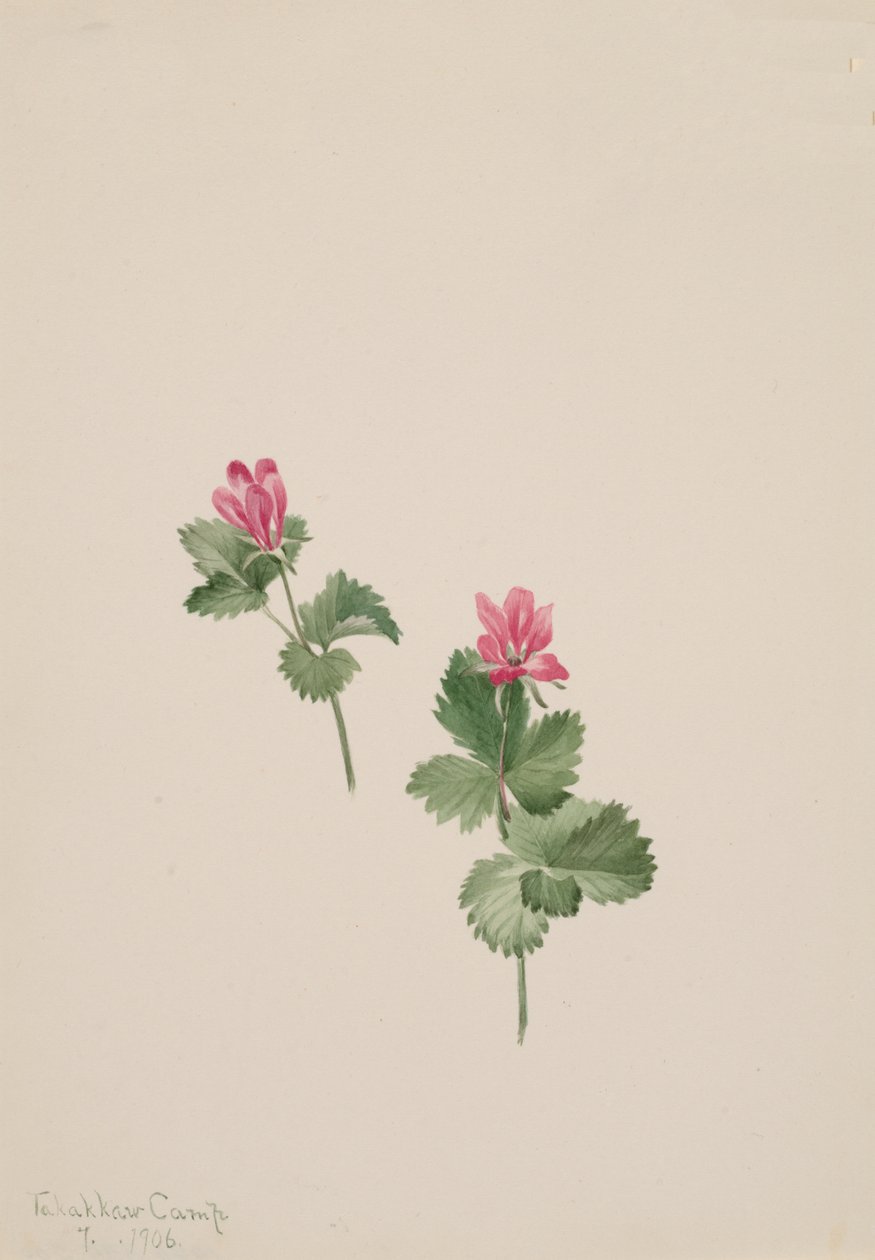 Arktyczny krzak, 1881. autorstwa Mary Vaux Walcott