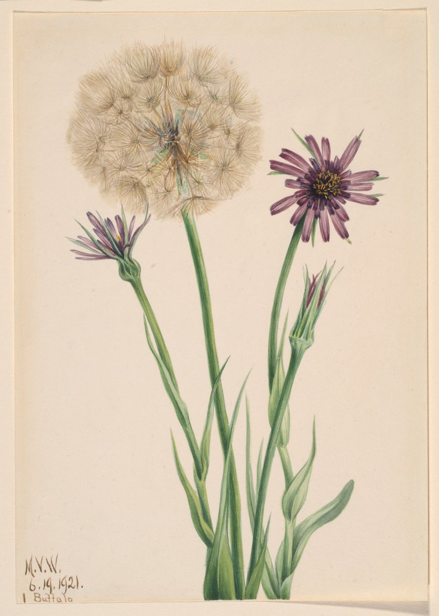 Salsefia (Tragopogon porrifolius) autorstwa Mary Vaux Walcott