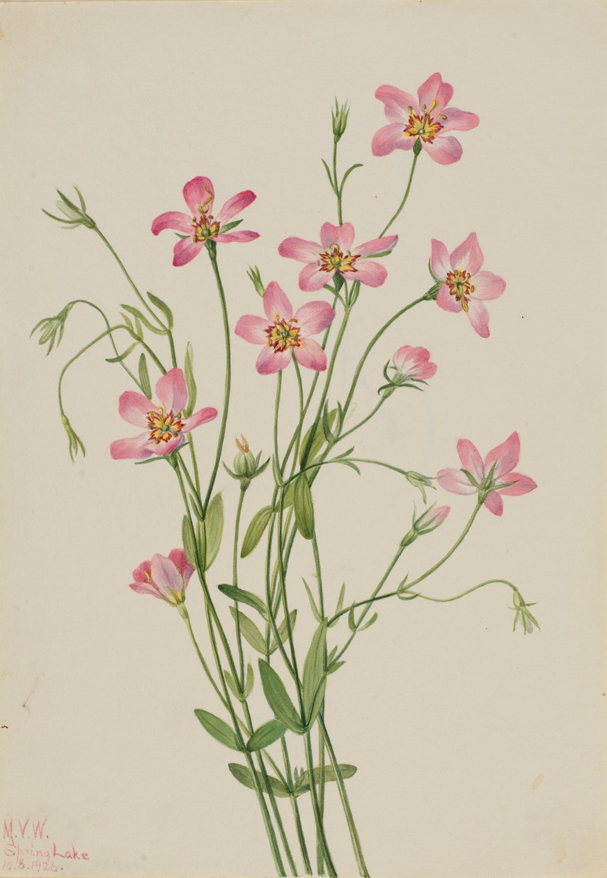 Rosiczka solniskowa (Sabbatia stellaris) autorstwa Mary Vaux Walcott