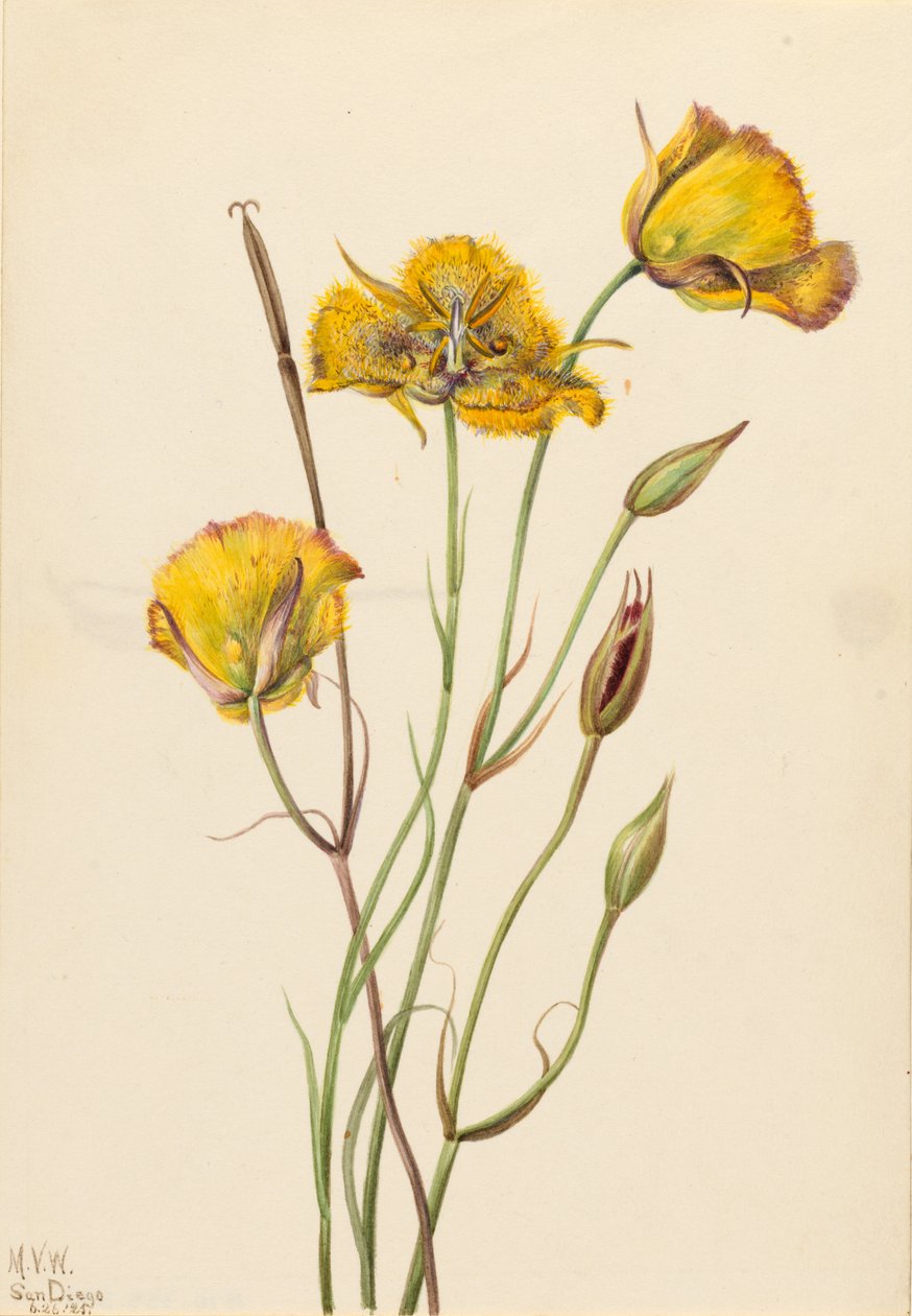 Mariposa z San Diego (Calochortus weedii) autorstwa Mary Vaux Walcott