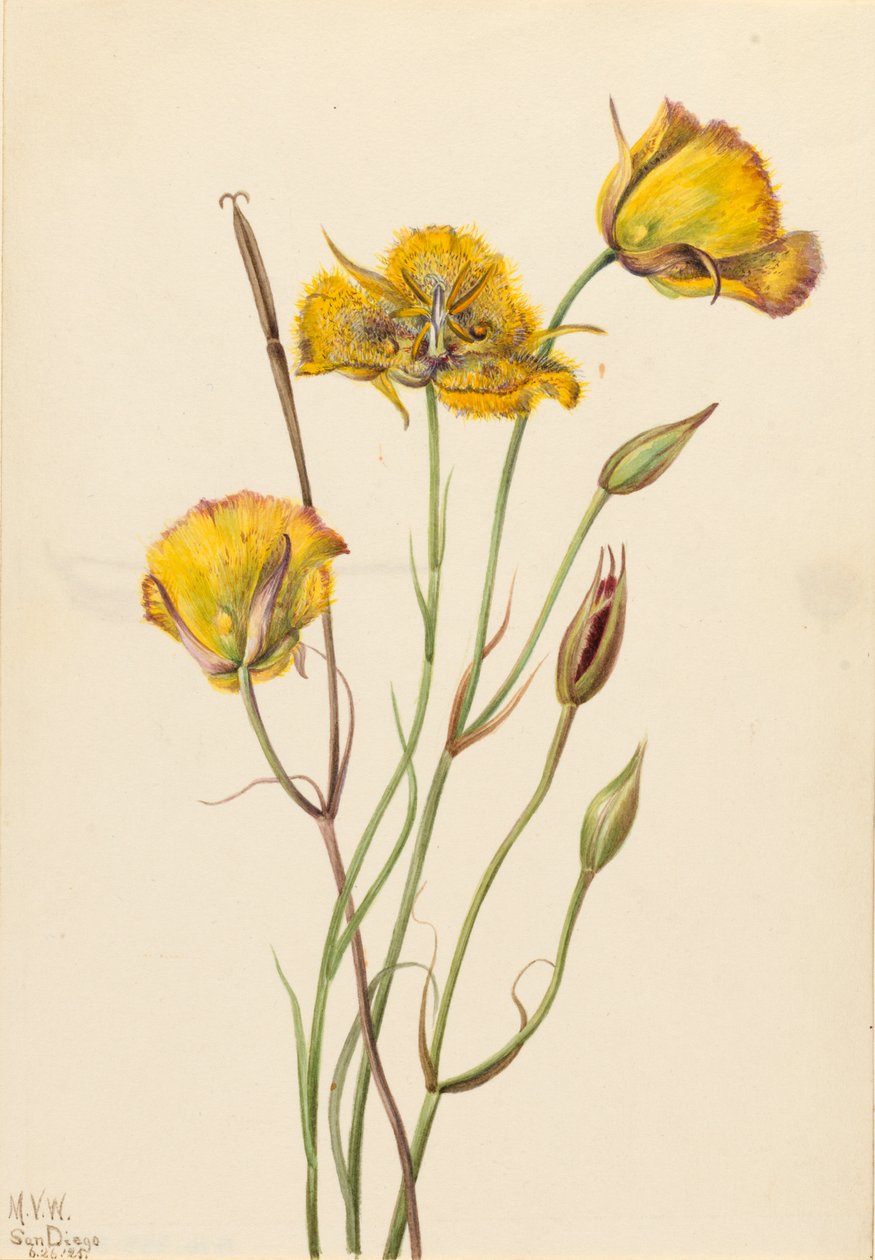 San Diego Butterfly Calochortus chwast, 1925. autorstwa Mary Vaux Walcott