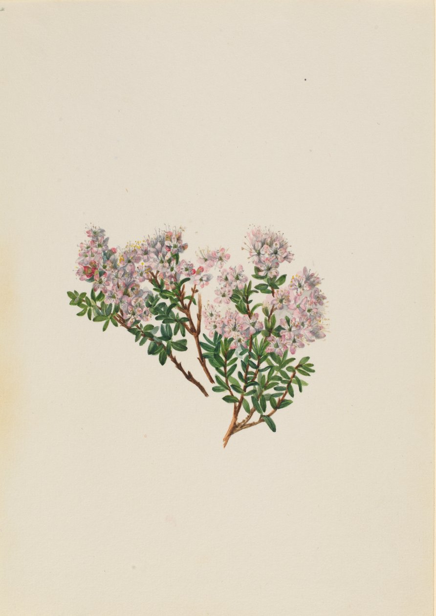 Mirt piaskowy Leiophyllum lyoni, ca. Lata 30. XX wieku. autorstwa Mary Vaux Walcott