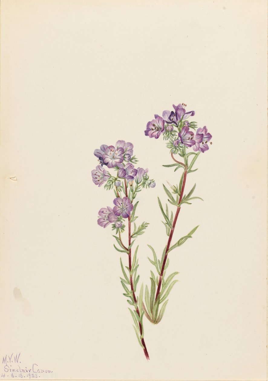 Facelia piaskowa (Phacelia linearis) autorstwa Mary Vaux Walcott