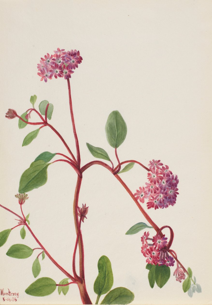 Werbena piaskowa (Abronia umbellata) autorstwa Mary Vaux Walcott