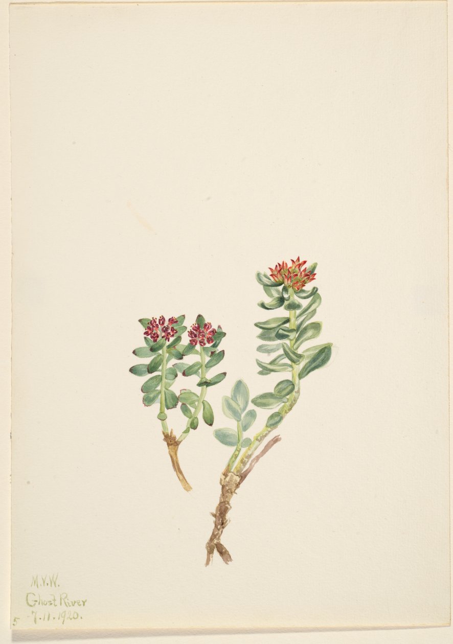 Sanifoiga wznosząca się, 1920 r. autorstwa Mary Vaux Walcott