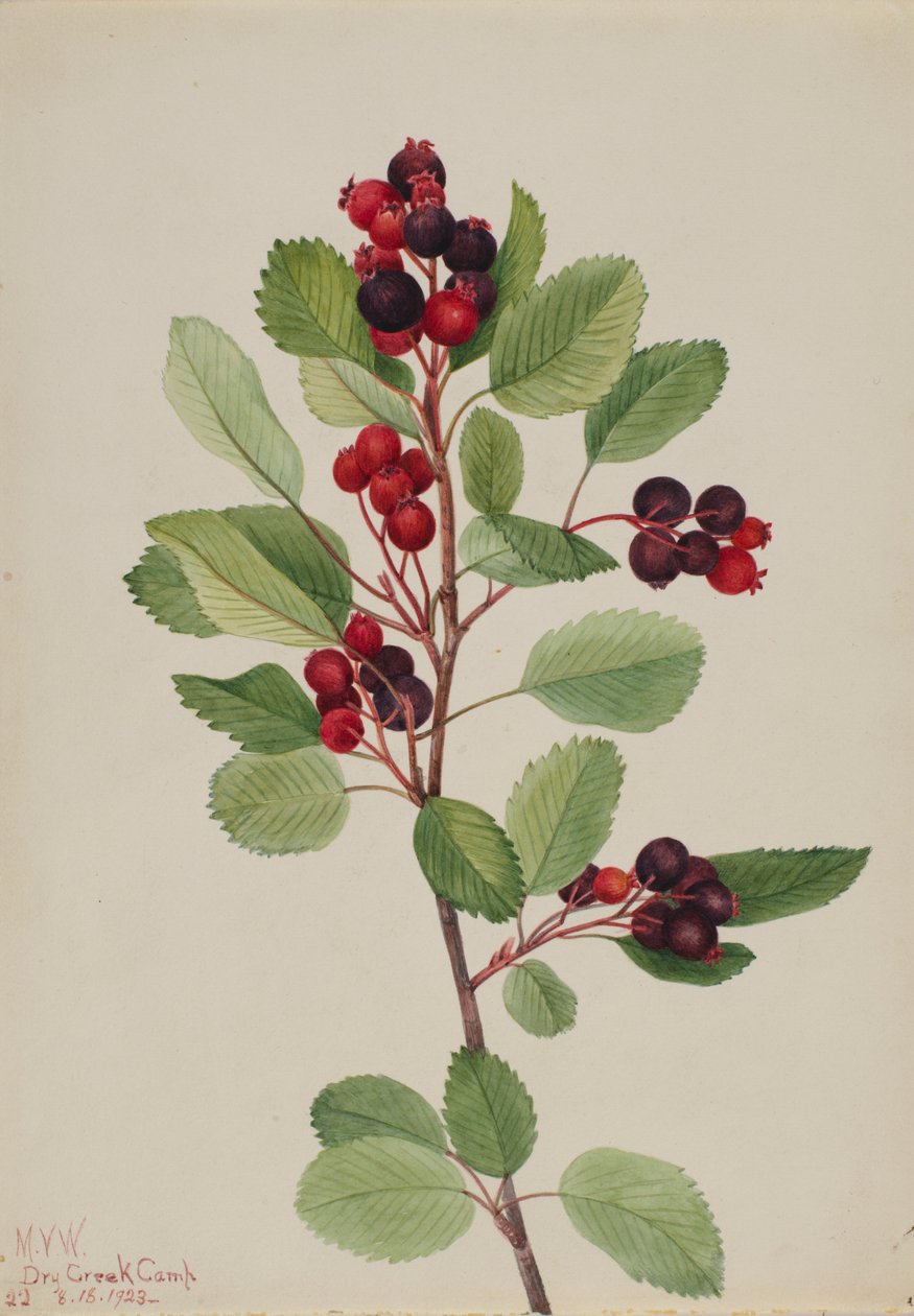 Saskatoon (Amelanchier alnifolia) autorstwa Mary Vaux Walcott