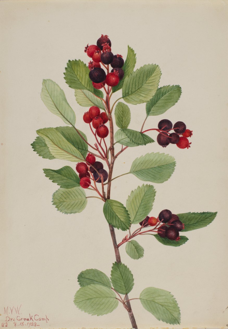 Saskatoon Amelanchier alnifolia, 1923. autorstwa Mary Vaux Walcott