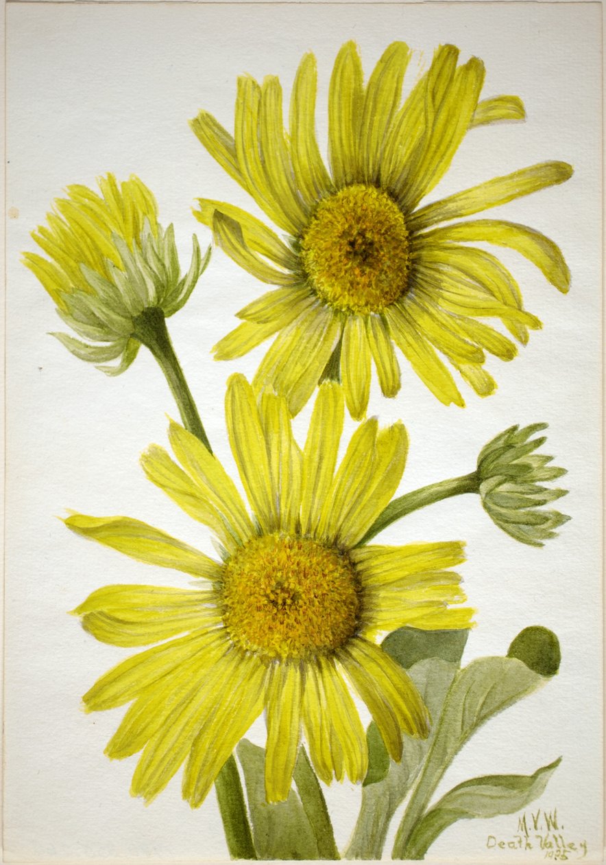 Złotogłów satynowolistny (Enceliopsis covillei) autorstwa Mary Vaux Walcott