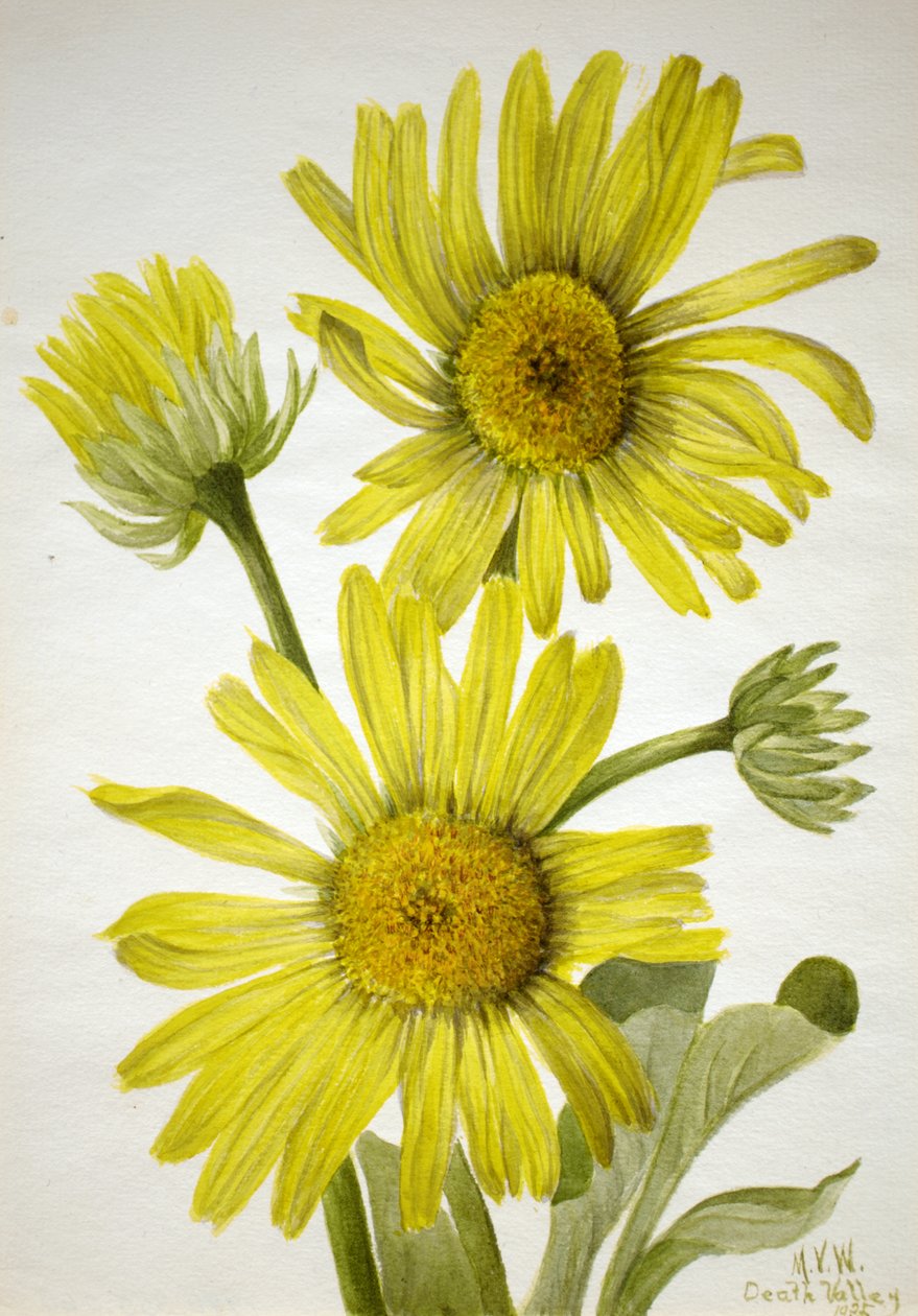Satinleaf Goldenhead Enceliopsis covillei, 1935. autorstwa Mary Vaux Walcott