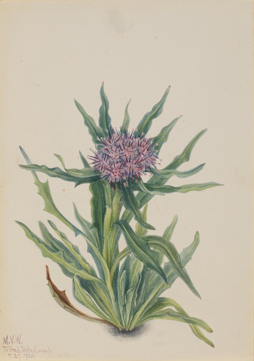 Saussurea Saussurea densa, 1925. autorstwa Mary Vaux Walcott