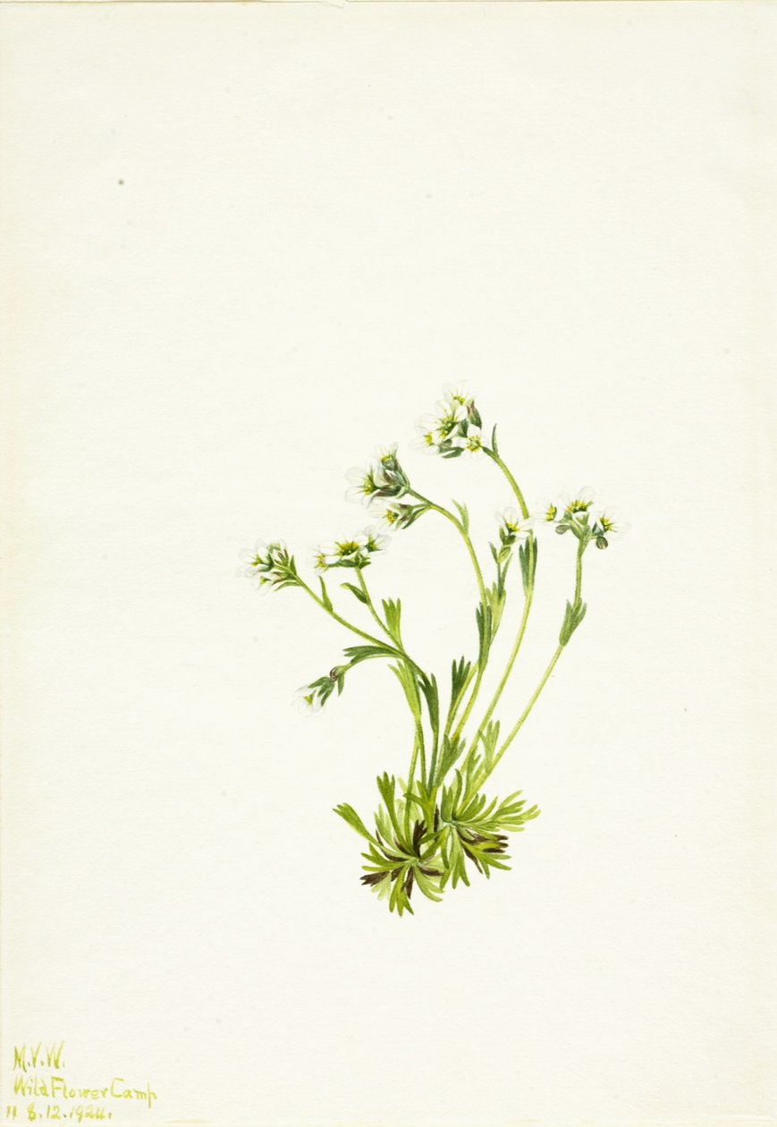 Skalnica (Saxifraga caespitosa) autorstwa Mary Vaux Walcott
