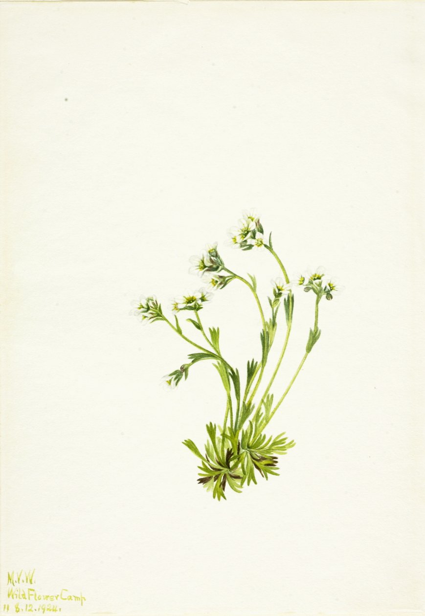 Skalnica Saxifraga caespitosa, 1924. autorstwa Mary Vaux Walcott
