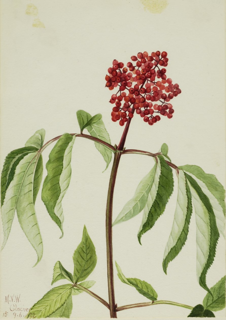 Szkarłatny bez (Sambucus pubens) autorstwa Mary Vaux Walcott