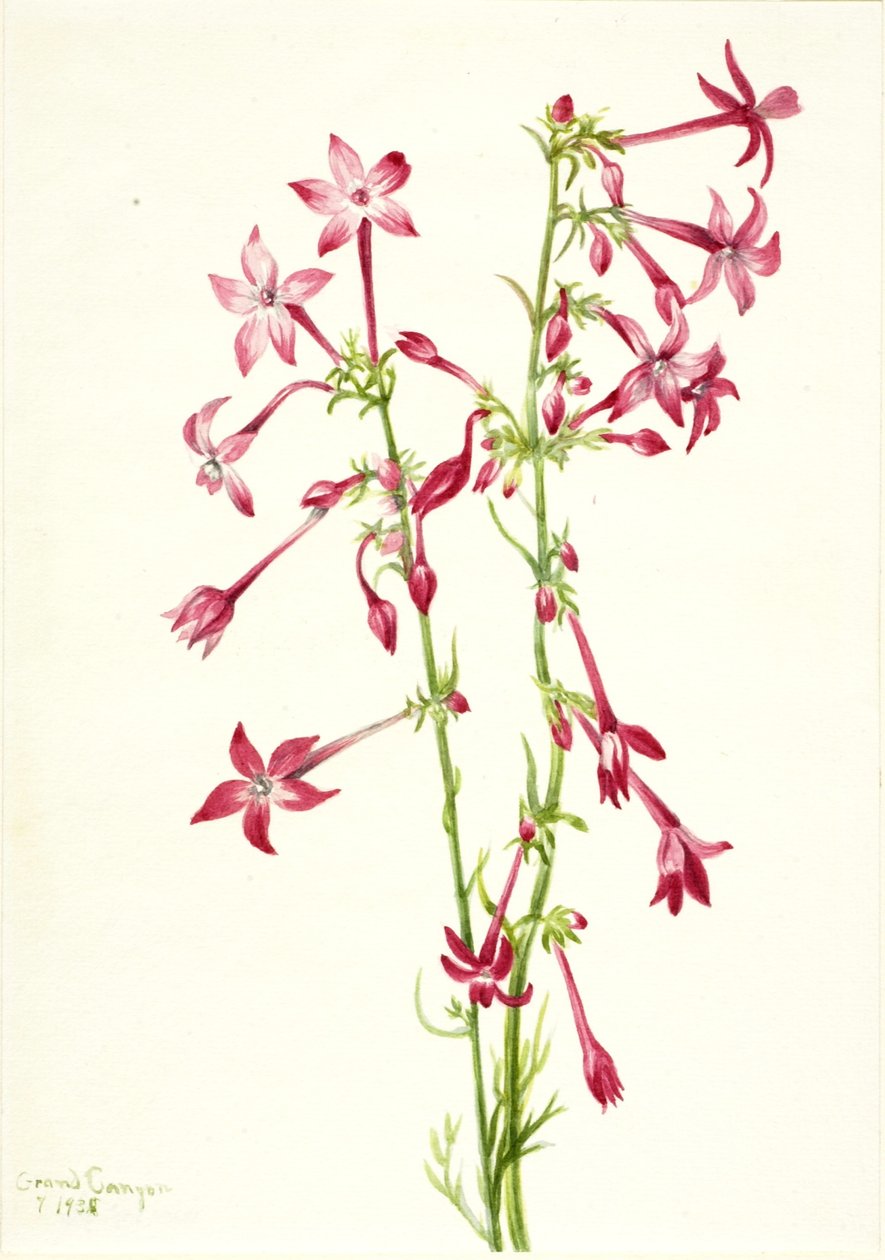 Gilia szkarłatna (Gilia aggregata) autorstwa Mary Vaux Walcott