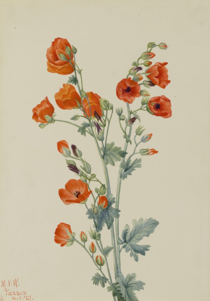 Malwa szkarłatna (Sphaeralcea grossulariaefolia) autorstwa Mary Vaux Walcott