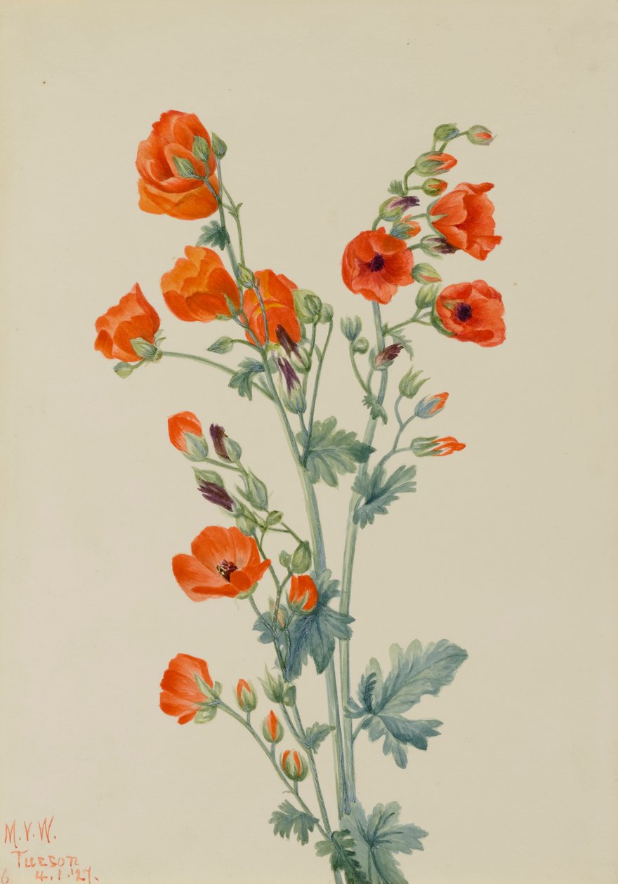 Scarlet Globe Mallow Sphaeralcea grossulariaefolia, 1927. autorstwa Mary Vaux Walcott