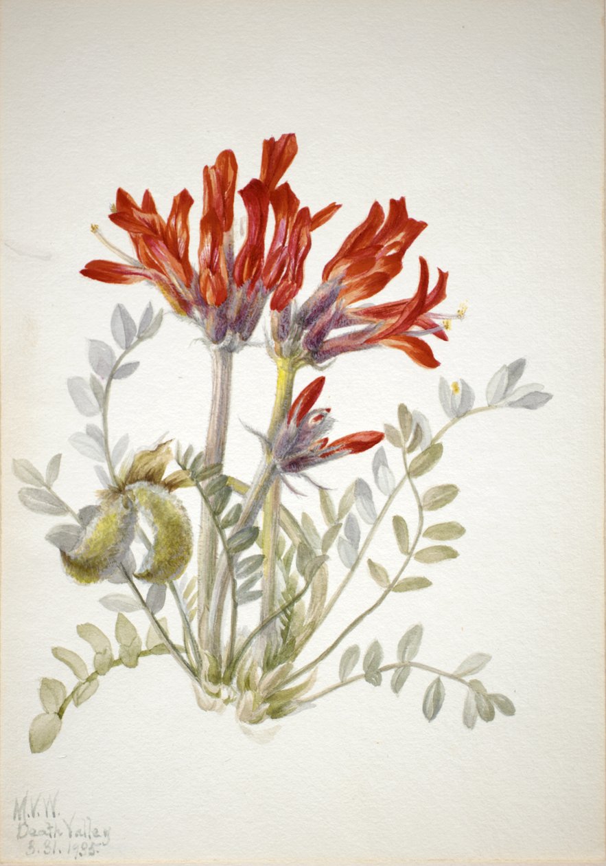 Szkarłatny Loco Astragalus coccineus, 1935. autorstwa Mary Vaux Walcott