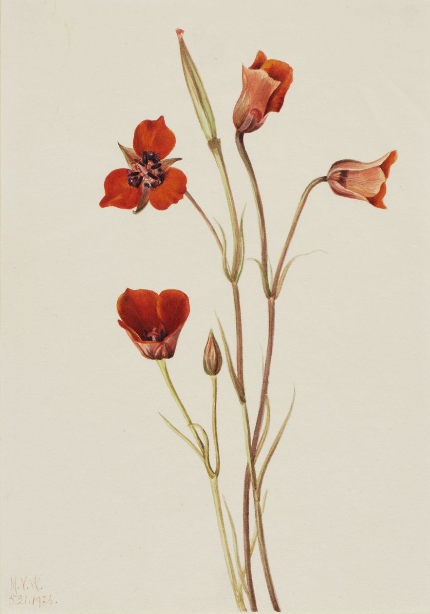 Mariposa szkarłatna (Calochortus kennedyi) autorstwa Mary Vaux Walcott